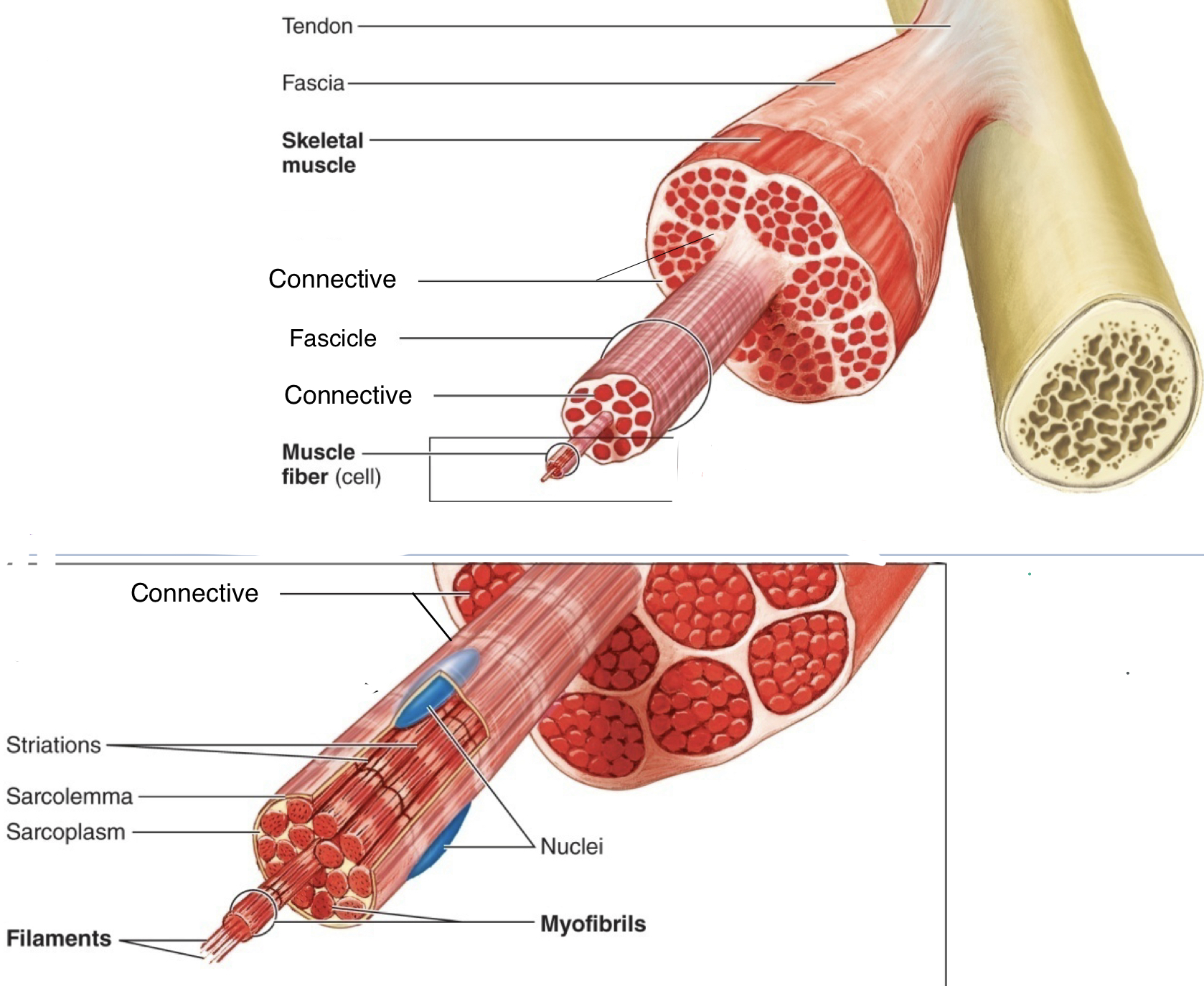 <p>muscle --&gt; fascicle --&gt;  muscle fiber/myofiber/myocyte/muscle cell, --&gt; myofibril --&gt; myofilament</p>