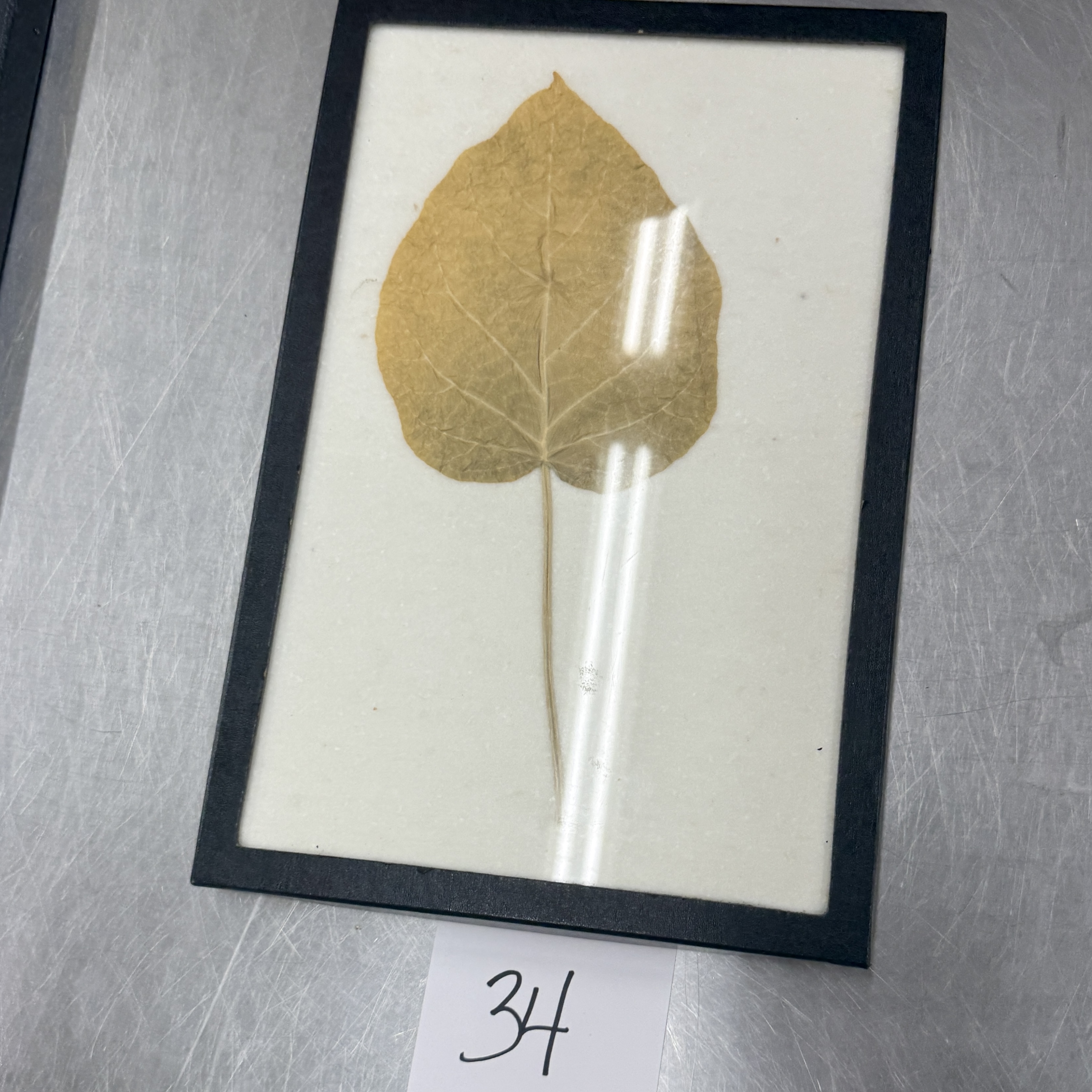 <p>Identify the shapes of the leaf specimen</p>
