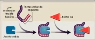 <p>Only binds to X</p><p>No long tail → no binding to II</p>