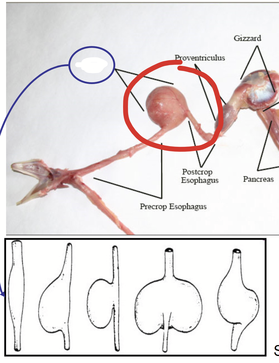 <p>Enlarged area of the esophagus where the bird can temporarily store food. Well developed in most species, but not all. Food will soften (mixed with liquid). If feeding baby birds, will regurgitate food from here.</p>