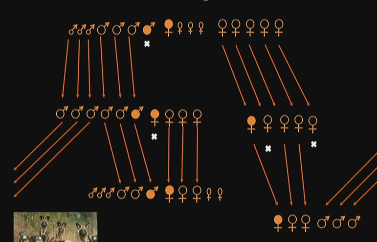 <p>There is one alpha male within the pack. If it dies, the next oldest male is chosen in the dominance hierarchy to become the reproductive male. Sometimes, growing males leave the pack and join other packs.<br></p>
