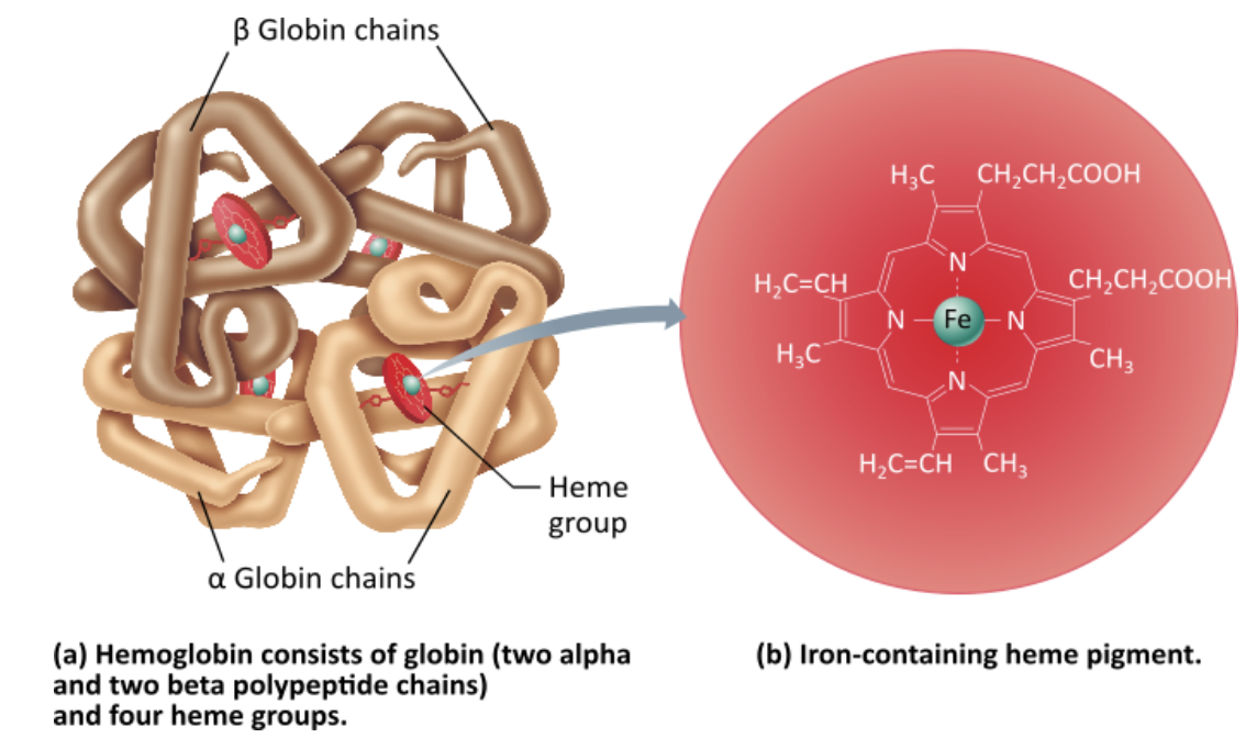 <p>How many oxygen molecules can be transported by one hemoglobin molecule?</p><p></p><ol><li><p>two        </p></li><li><p>four        </p></li><li><p>eight  </p></li></ol><p></p>