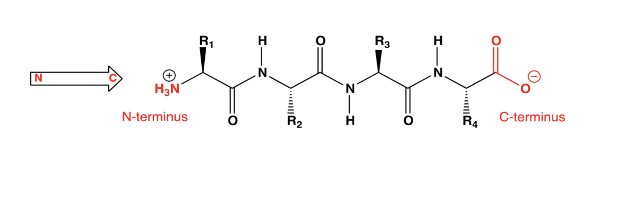 <ul><li><p><span style="background-color: transparent;">By convention, amino acids in a protein are listed in order from the N-terminus towards the C-terminus</span></p></li></ul><p></p>
