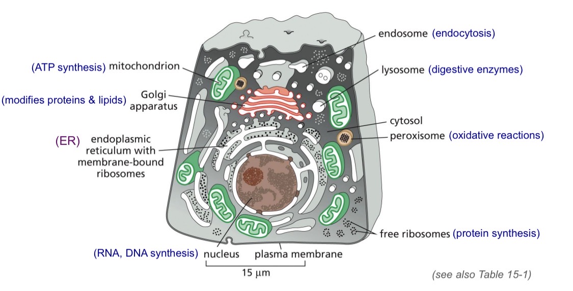 <p>Mitochondrion, Golgi, ER, vesicles, endosome, peroxisomes…</p>