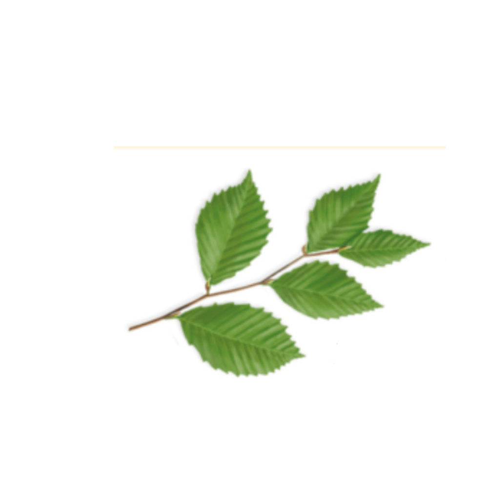 <p>What leaf arrangement is this?</p>