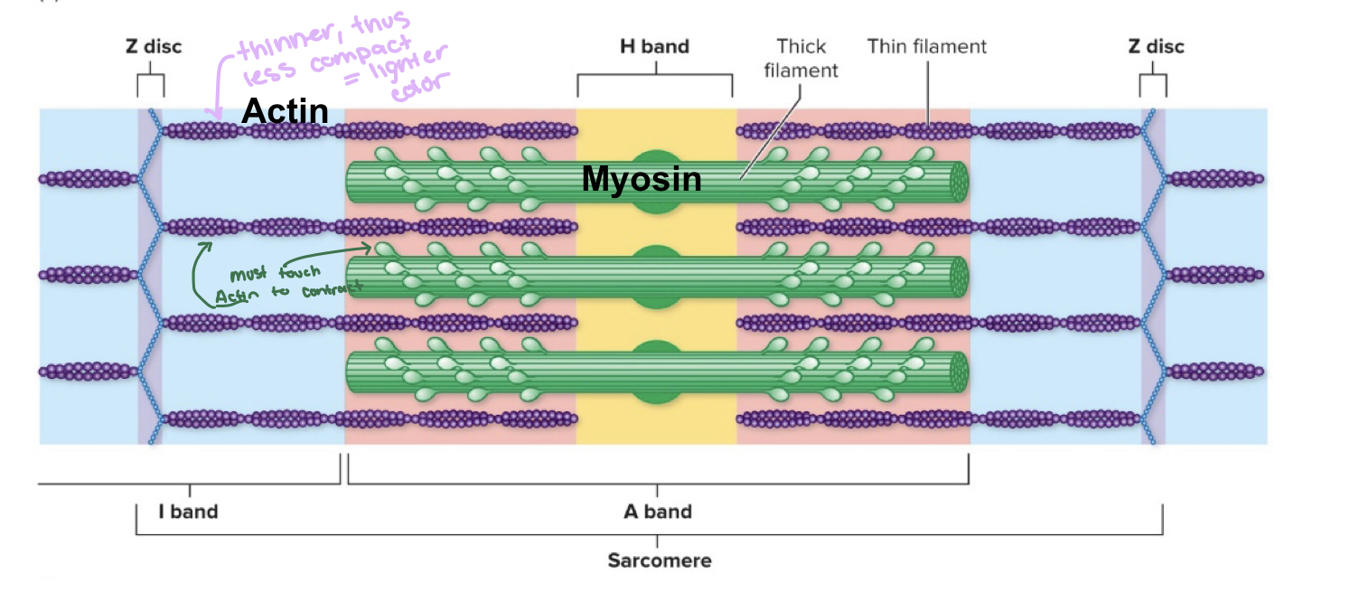 <p>Z lines are attached to each end dividing the myofibrils</p>