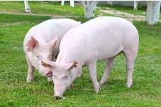 <p>white in color and have erect ears.- medium-sized pigs</p>