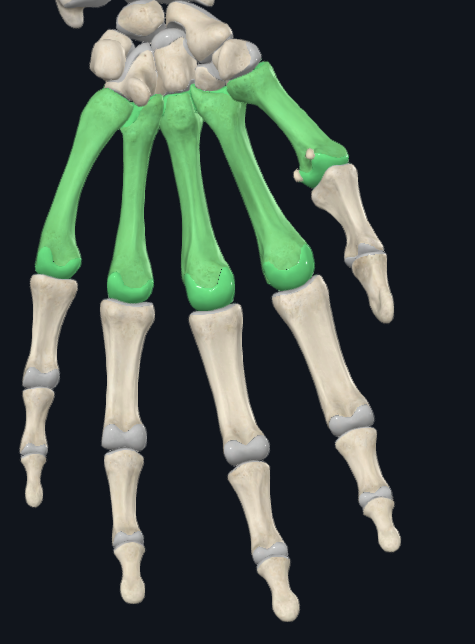 <p>What are these groups of bones called</p>