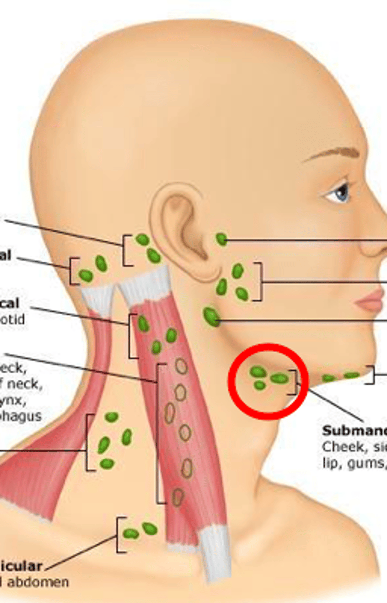 <p>midway point between mandible tip and angle</p>