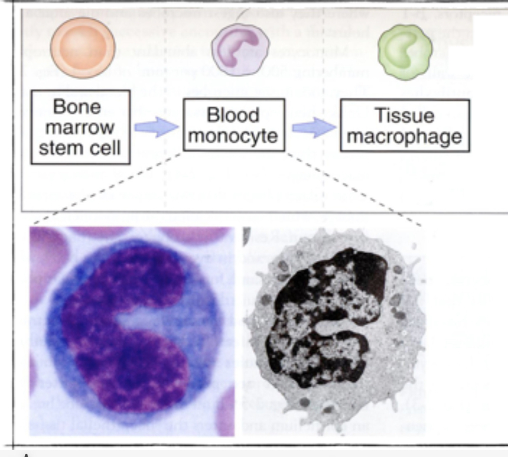 <ol><li><p>Arise from undifferentiated stem cells in the <u>bone marrow </u>(Like all blood cells)</p></li><li><p><strong><em><u>Monocytes</u></em></strong> = differentiated from stem sites. Leave the bone marrow to circulate in the blood</p></li><li><p><strong><em><u>Inflammation</u></em></strong> <strong><em><u>recruits</u></em></strong> monocytes to sites of infection where they differentiate in <strong><em><u>resident macrophages</u></em></strong></p></li></ol><p></p>