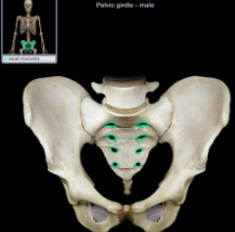 holes for passage of blood vessels and nerves in sacrum