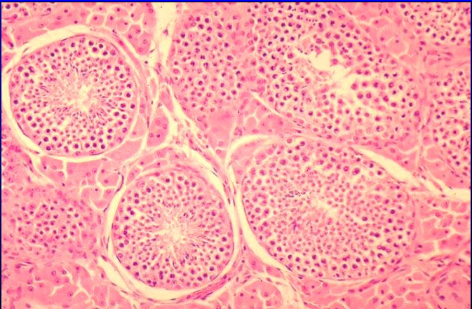 <p>Identify the structure:</p><p>Specie:</p>