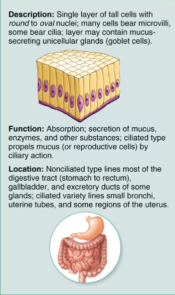 <p>Simple columnar</p>
