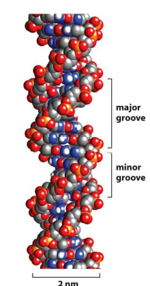 <ul><li><p>Major groove - 22 A wide - primary site of sequence specific binding of protein</p></li><li><p>Minor groove - 12 A wide - primary non-specific binding of proteins</p></li></ul>