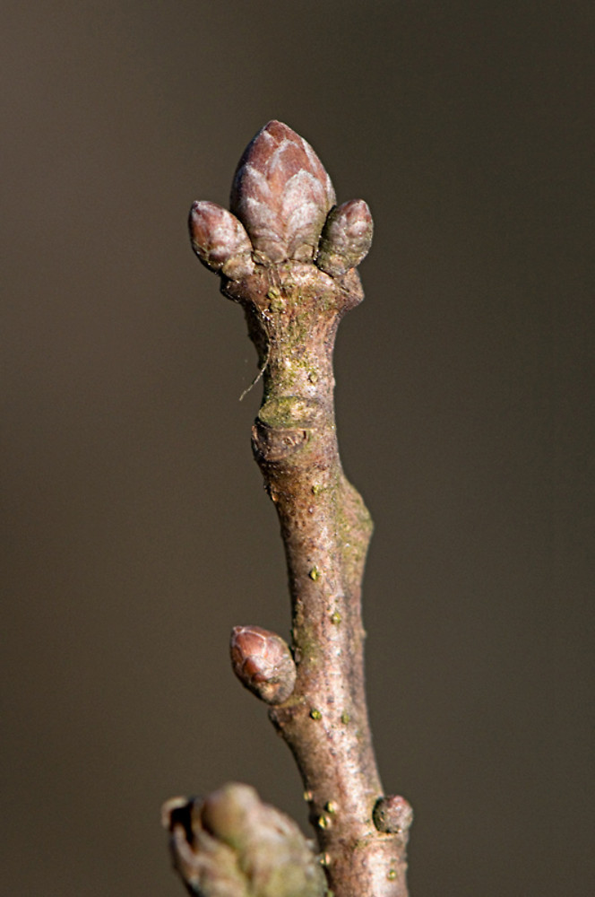<p>Whose twig is this?</p>