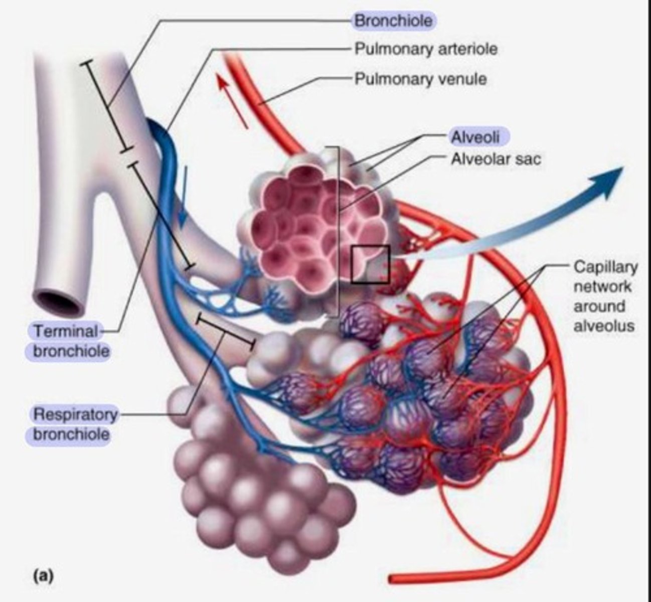 <p>Tiny air sacs at the end of bronchioles where gas exchange happens.</p>