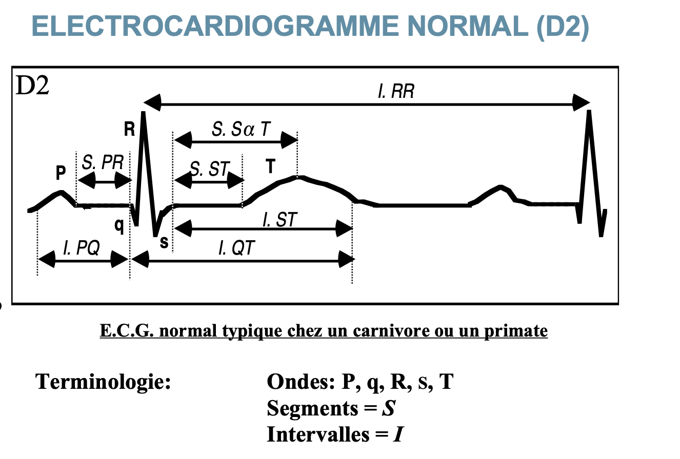 <p>Signification des ondes. Ce sont l’activité électrique des cardimyocites </p>