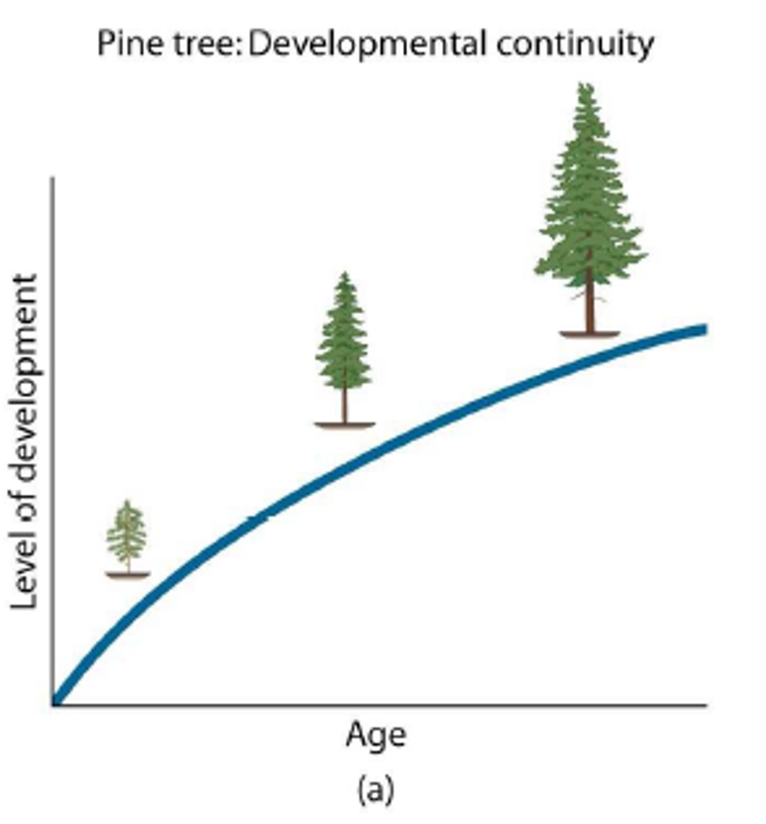 <p>development in a slow and continuous process</p><p>ex. baby sits up, crawls, stands, then walks</p>