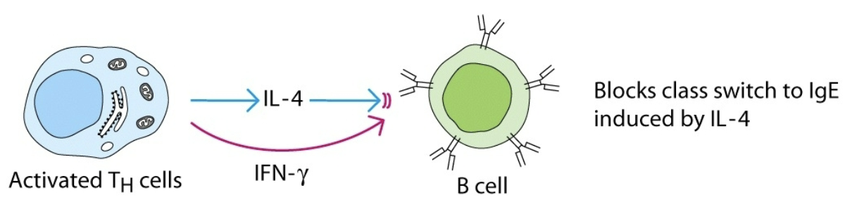 <p>effect of one cytokine inhibits or reduces the effect of another cytokine</p>