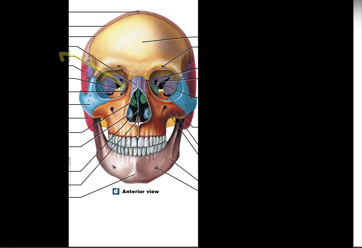 <p><strong>(1) </strong>ethmoid; <strong>right behind your forehead</strong>/ “shaped like a nugget”</p><p></p><p><strong>**also behind the lacriminals </strong></p>