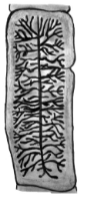 <p>Which Gravid proglottid does this belong to? >15 lateral uterine branches</p>