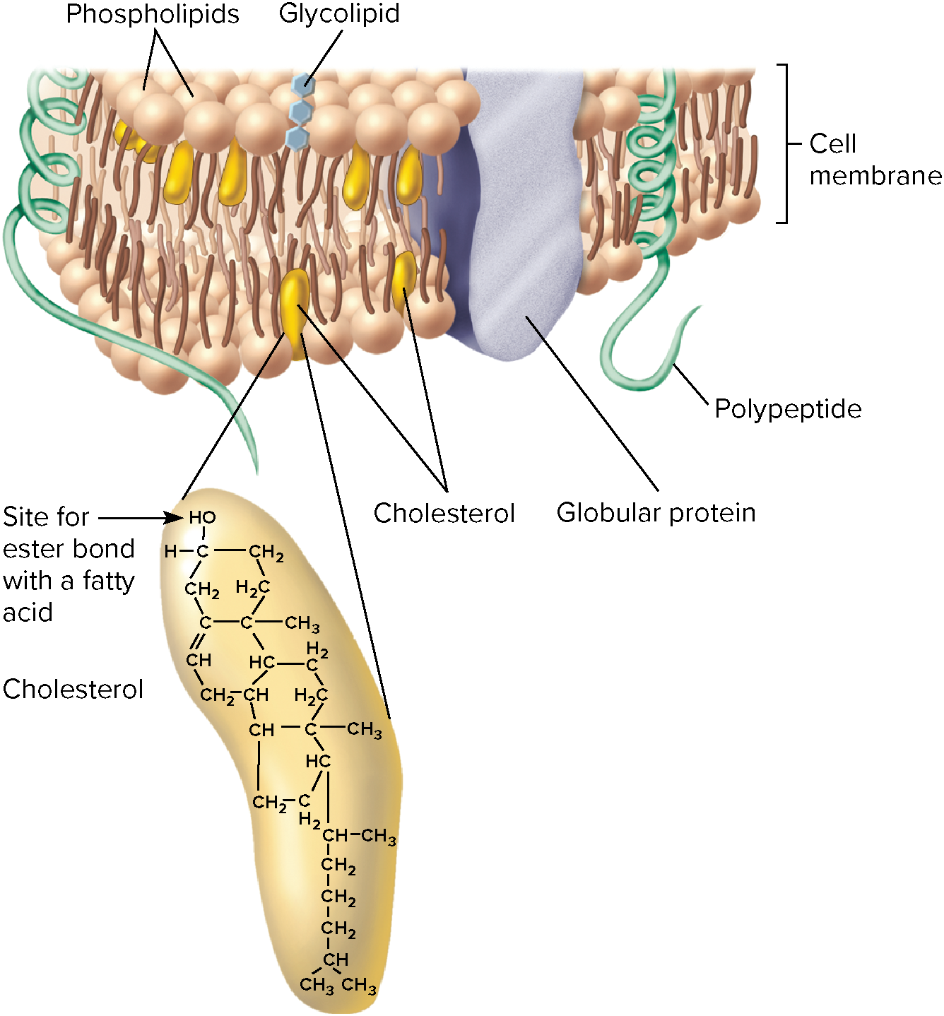 4 carbon rings.

* Also known as steroids
* Cholesterol is a component of cell membranes
* Hormones
* Vitamins