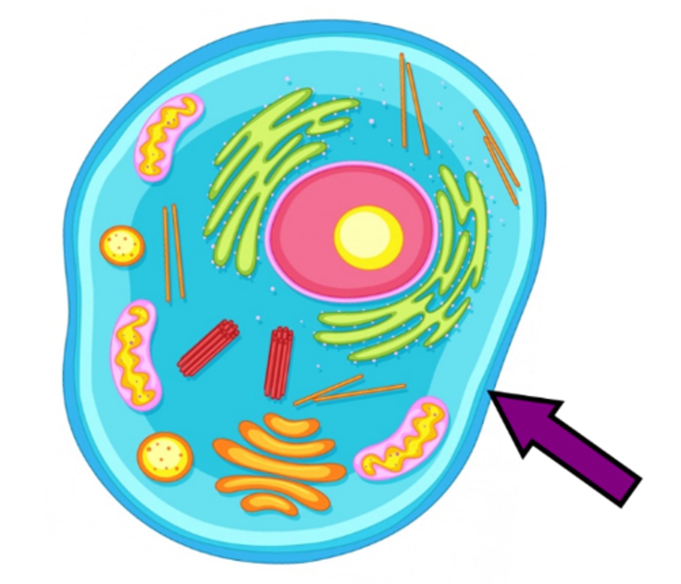 <p>the outer covering of a cell that allows some liquids & gases to enter & leave the cell</p>