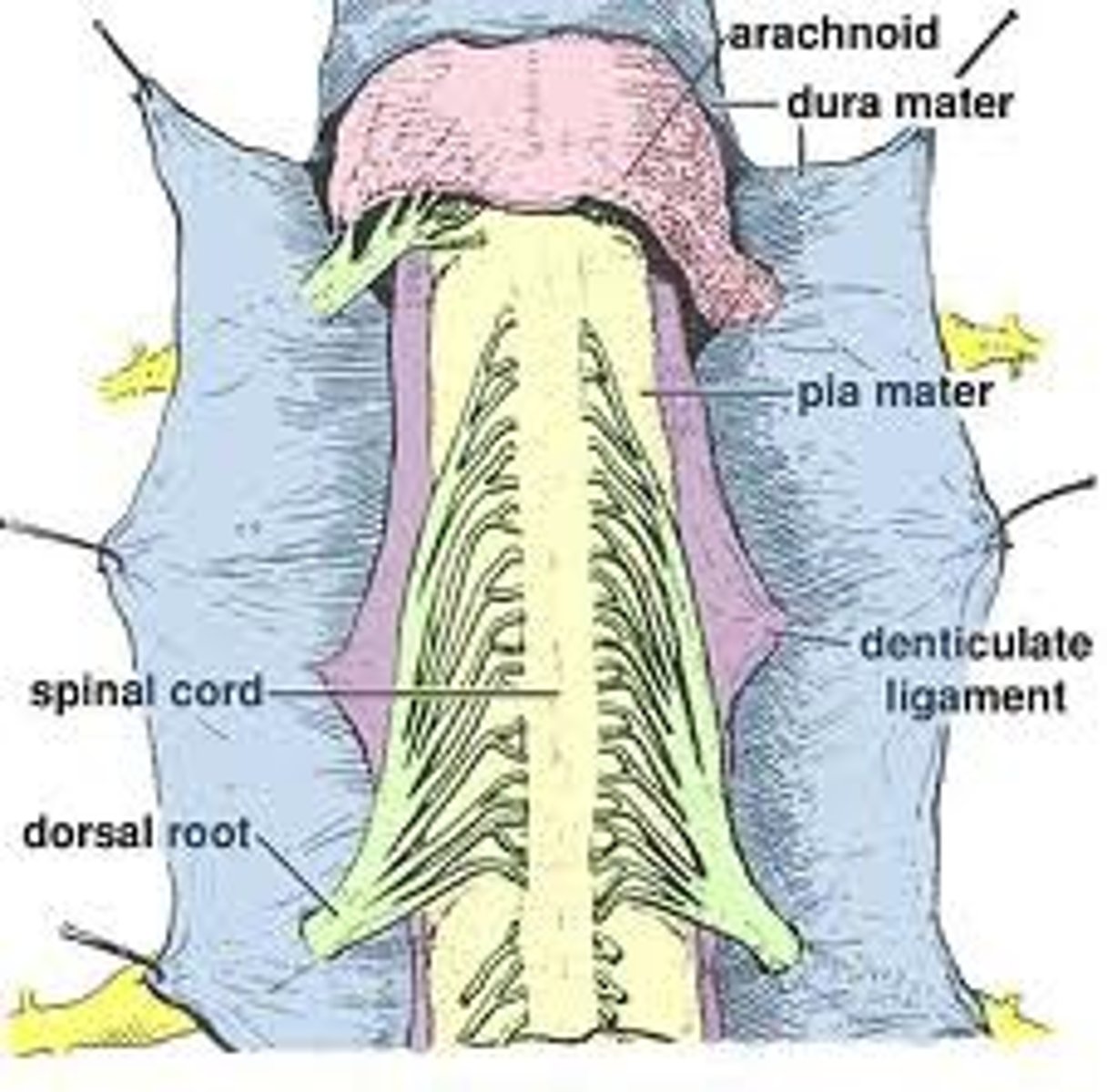 <p>Anchor spinal cord to dura mater</p>
