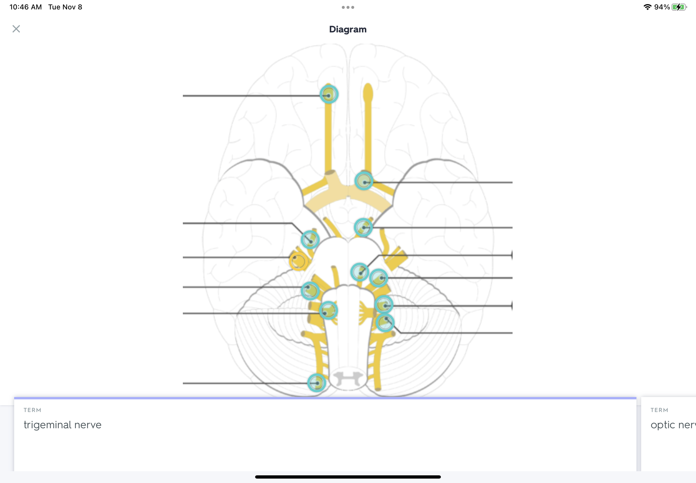 <p>conducts sensory impulses from the skin of the face and mucosa of the nose and mouth; contains motor fibers that activate chewing</p>