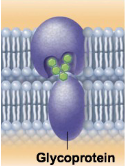 <ul><li><p>allow body cells to recognize one another</p></li><li><p>every individual person has their own glycoprotein</p></li><li><p>must useful in immune systems</p></li></ul><p></p>