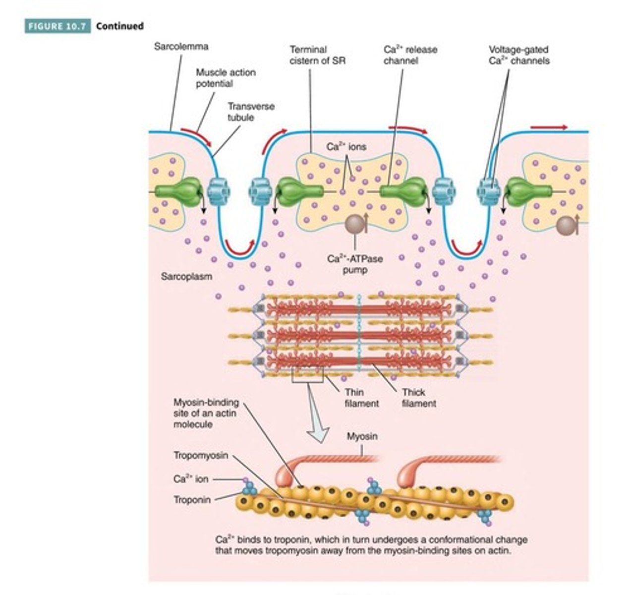 <p>They carry electrical charges from the surface to the interior of muscle fibers.</p>