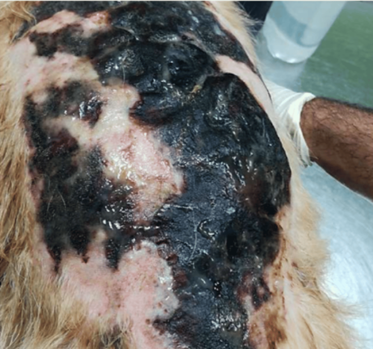 <p>¿lesión?</p><p>¿primaria o secundaria?</p>