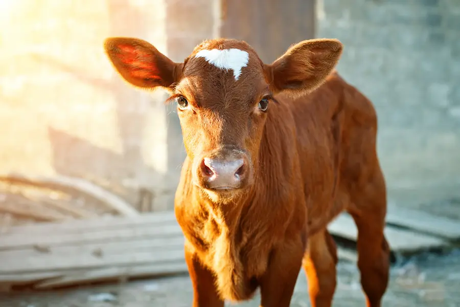 <p>What is the common age for cattle to hit puberty?</p>