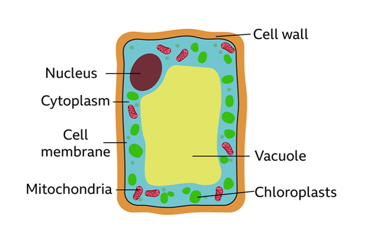 <p>Nucleus, cytoplasm, cell membrane, mitochondria, cell wall, vacuole, chloroplasts</p>