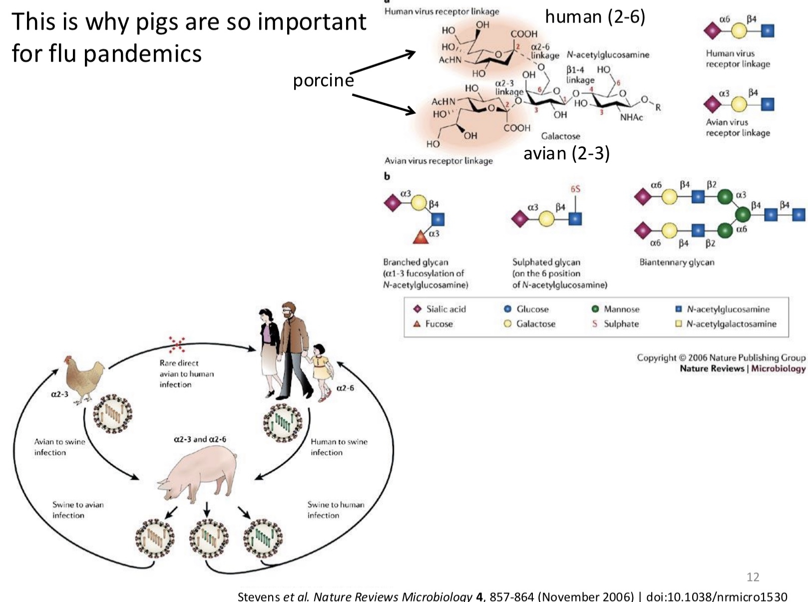 <p>they can be infected by both <strong>avian</strong> and <strong>human</strong> influenza strains because they have both types of sialic acid receptors in their respiratory tract:</p><ul><li><p><strong>α-2,6-linked sialic acids</strong> (human-like receptors)</p></li><li><p><strong>α-2,3-linked sialic acids</strong> (avian-like receptors)</p></li></ul><p>Because pigs can host both types of influenza viruses, they act as "mixing vessels," where genetic reassortment can occur. When a pig is co-infected with human, avian, and/or swine influenza viruses, the different viral RNA segments can mix, potentially producing a new hybrid strain that can infect humans and animals. can lead to the emergence of novel viruses capable of causing pandemics, such as the <strong>H1N1 pandemic in 2009</strong>.</p>