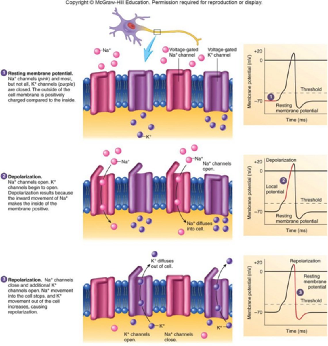 <p>An electrical signal that causes depolarization and repolarization in neurons.</p>