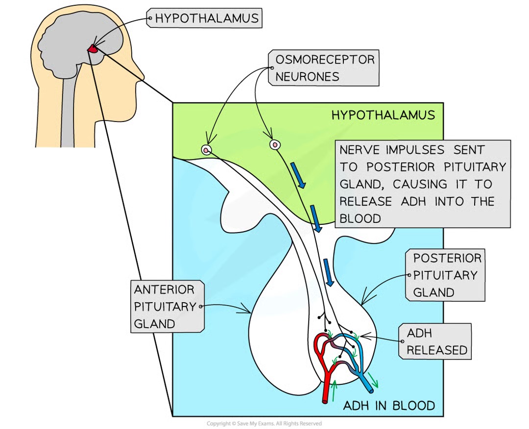 <ul><li><p>detect a decrease in wp of blood</p></li><li><p>nerve impulses sent along sensory neurones to posterior pituitary gland (below hypothal)</p></li><li><p>stimulate posterior pithuitary gland to release antidiuretic hormone (ADH)</p></li><li><p>adh enters blood and travels through body</p></li><li><p>adh causes kidneys to reabsorb more water</p></li><li><p>reduces loss of water in urine</p></li></ul><p></p>