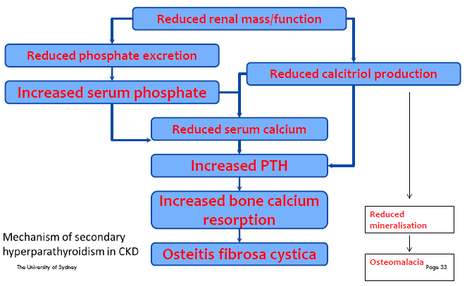 <ul><li><p>Kidney intricately involved in bone metabolism</p><ul><li><p>phosphate excretion</p></li><li><p>vitamin D activation</p></li></ul></li><li><p>Abnormalities in these parameters results in</p><ul><li><p>bone pain, increased incidence of bone fractures and deformity, myopathy and muscle pain, and ruptures of tendons</p></li><li><p>calcification in lungs (impaired pulmonary function, pulmonary fibrosis &amp; hypertension, right ventricular hypertrophy, and cor pulmonale),</p></li><li><p>heart and coronary arteries (IHD and CHF),</p></li><li><p>other vascular sites</p></li></ul></li><li><p>May be evident with GFR &lt;40mL/min</p></li><li><p>Goals of treatment</p></li><li><p>maintain near-normal [Ca 2.2-2.6mmol/L] and [PO4 0.8-1.5mmol/L]</p></li><li><p>prevent secondary hyperparathyroidism</p></li><li><p>Management strategies</p></li><li><p>dietary phosphate restriction</p></li><li><p>PO4--- binding agents</p></li><li><p>vitamin D therapy</p></li><li><p>calcimimetics</p></li><li><p>dialysis</p></li></ul><p></p>