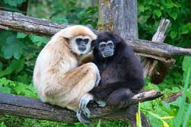Gibbons and Siamangs 