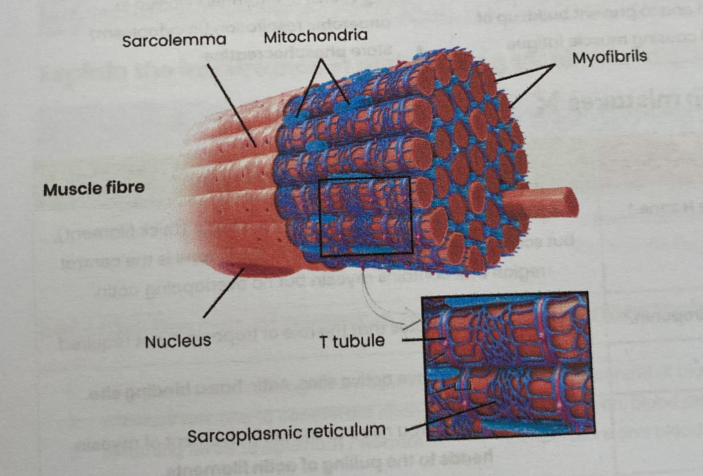 <ul><li><p>Made of many <strong>bundles of muscle fibres</strong> (cells) packaged together</p></li><li><p>Attached to bones by <strong>tendons</strong></p></li><li><p>Muscle fibres contain:</p><ul><li><p><strong>sarcolemma</strong> (cell membrane) which folds inwards (invagination) to form <strong>transverse (T) tubules </strong></p></li><li><p><strong>sarcoplasm </strong>(cytoplasm)</p></li><li><p>multiple <strong>nuclei</strong></p></li><li><p>many <strong>myofibrils</strong></p></li><li><p><strong>sarcoplasmic reticulum</strong> (endoplasmic reticulum)</p></li><li><p>many <strong>mitochondria </strong></p></li></ul></li></ul><p></p>