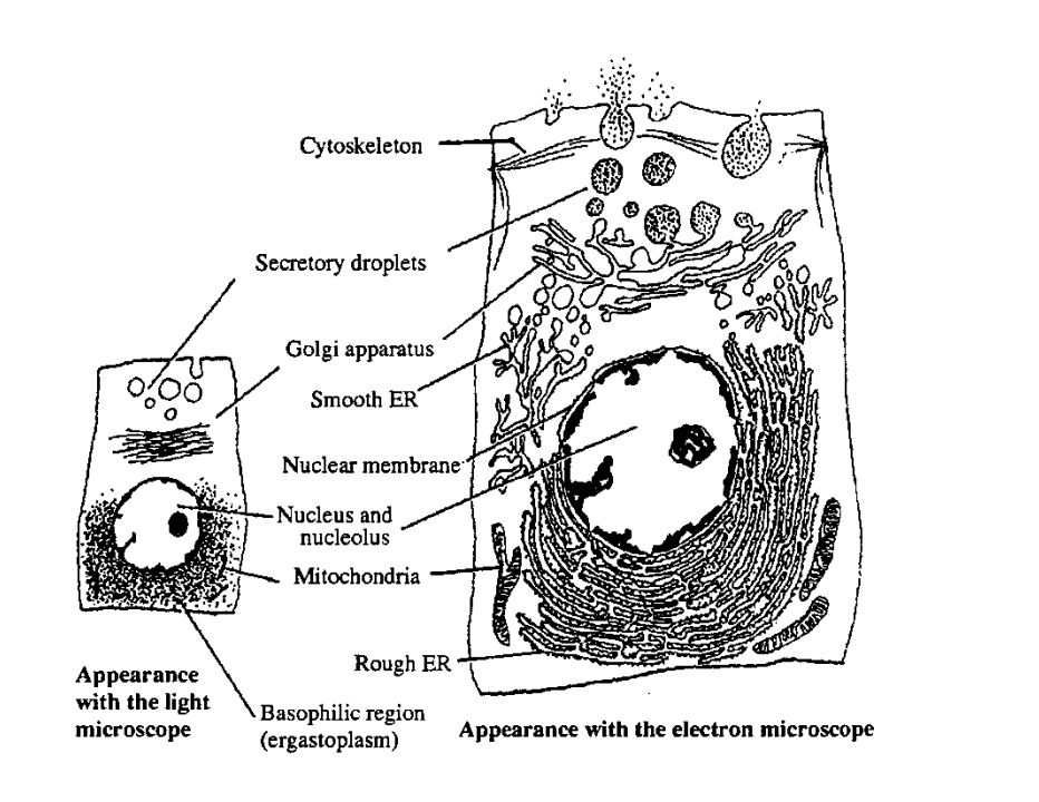 <ul><li><p>most organelles can be resolved under EM</p></li></ul><p></p>
