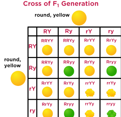 mating between two organisms that are identically hybrid (heterozygous) for two different alleles/traits