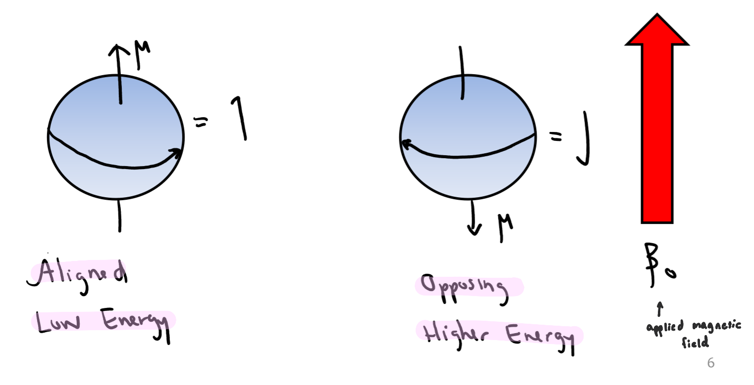 <ul><li><p>when a charged particle (the nucleus) is spinning, it creates a magnetic field (µ)</p></li><li><p>spin states are equivalent in energy in an applied magnetic field</p></li></ul><p></p>
