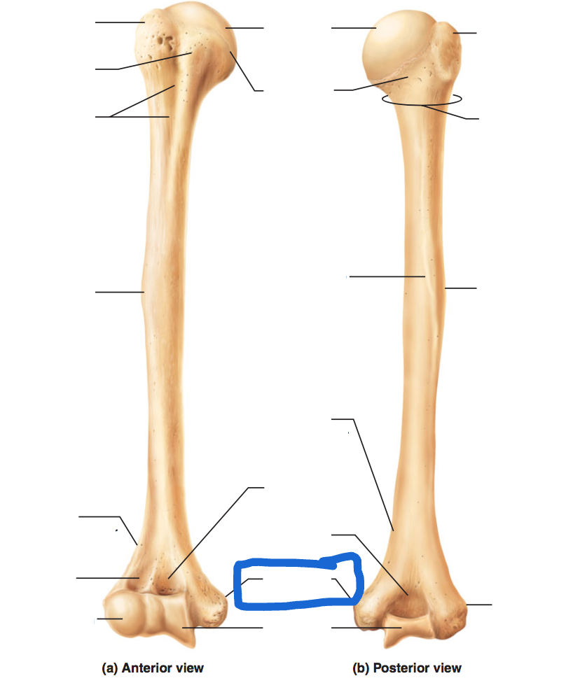 <p>anterior and posterior view of humerus</p>