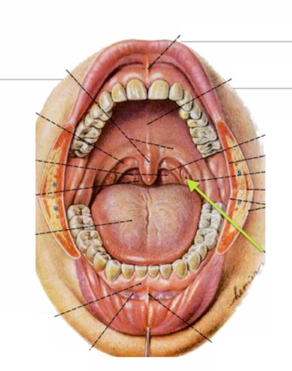 knowt flashcard image
