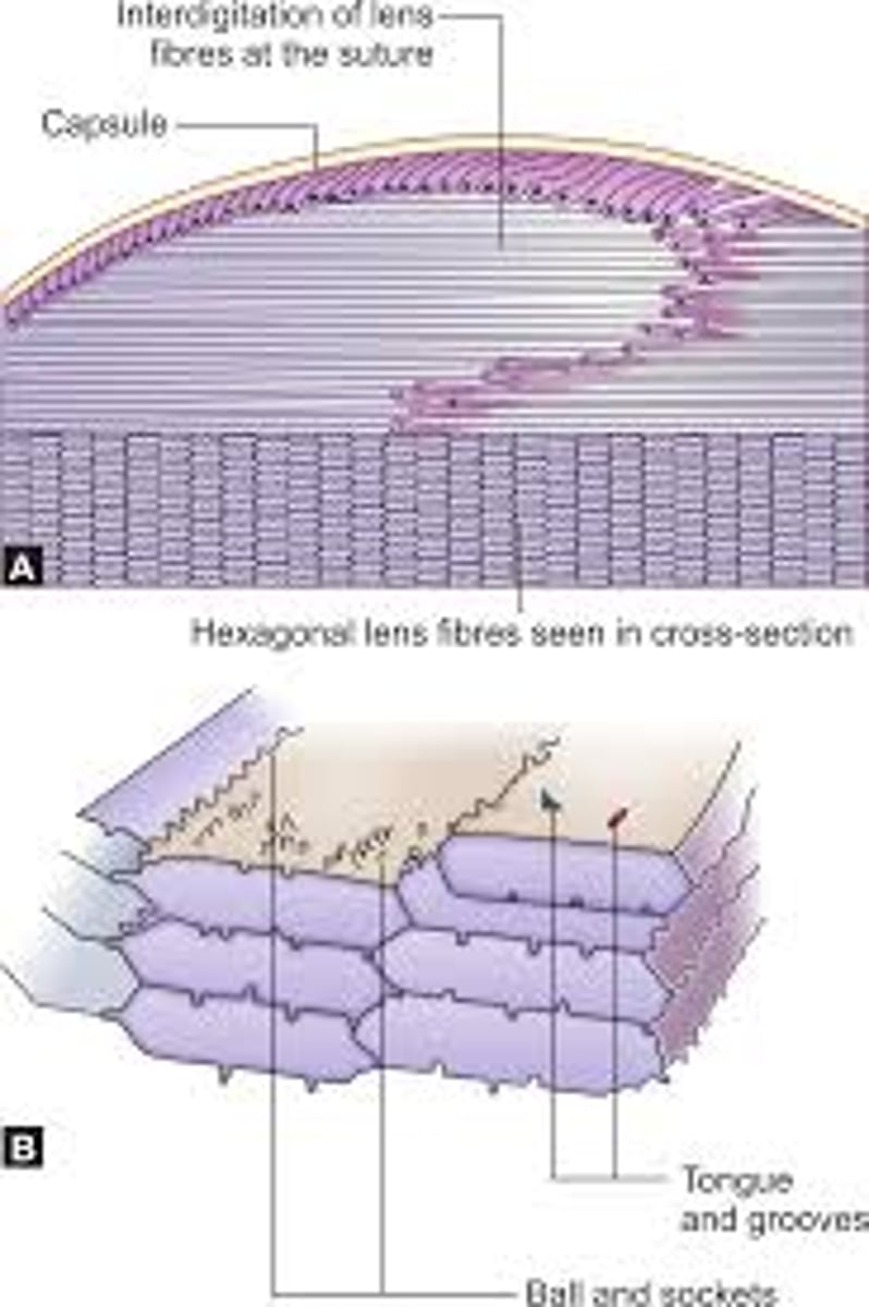 <p>Hexagonal</p>