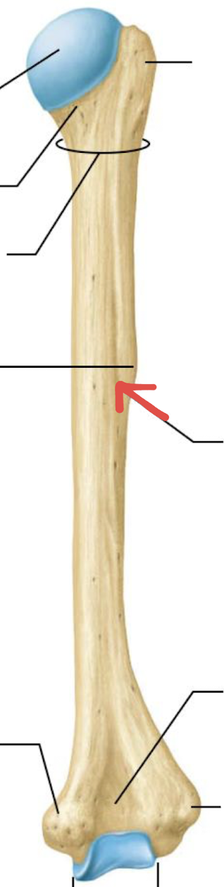 <p>what is this part of the humerus?</p>