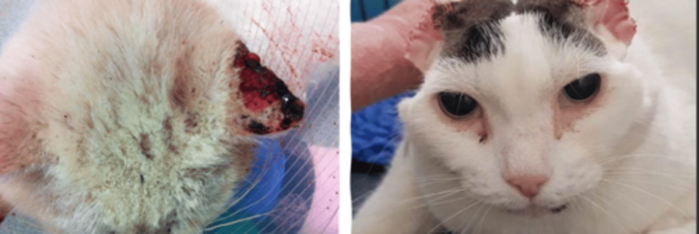 <p>what is the issue?</p>