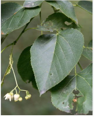 <p>American basswood</p>