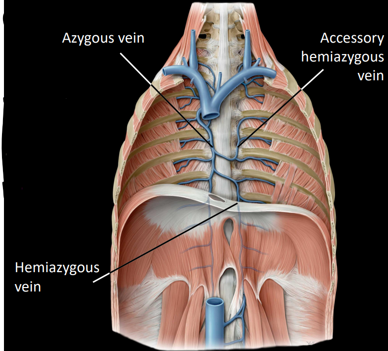 <p><strong><u>azygous:</u></strong></p><ul><li><p>located on the right side of the midline</p></li></ul><ul><li><p>receives right posterior intercostal veins</p></li></ul><p><strong><u>hemiazygous &amp; accessory hemiazygous:</u></strong></p><ul><li><p>receives left posterior intercostal veins</p></li><li><p>this ultimately drains into the azygous</p></li></ul><p></p>
